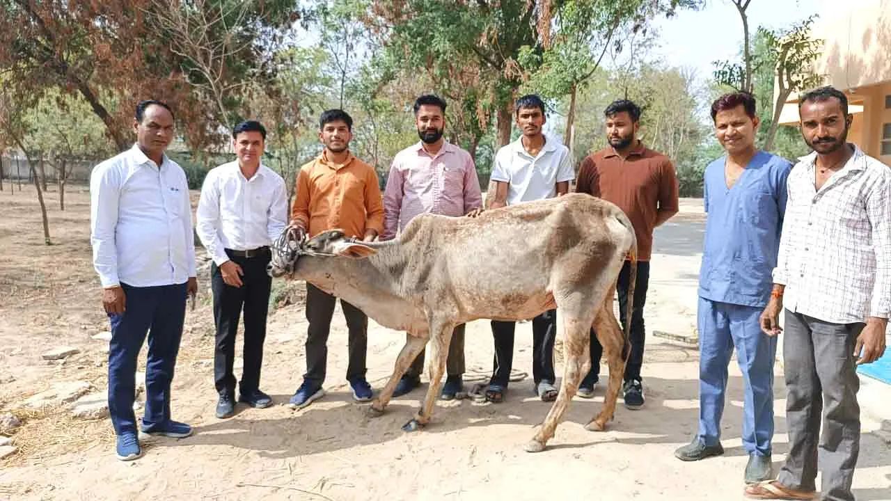 राजकीय वेटरनरी पॉलीक्लिनिक सिरसा में ओप्रेशन द्वारा बचाई गई गौशाला गाय की जान