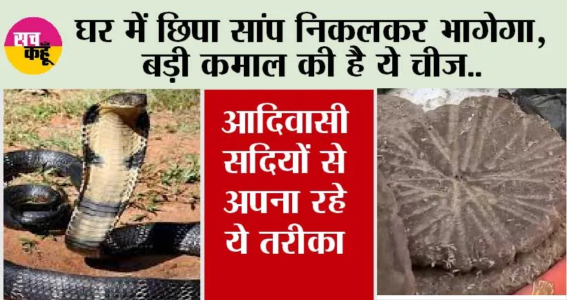 Snake News: इस तरीके को अपनाएं, घर से निकलकर भागेगा सांप, आदिवासी सदियों से अपना रहे हैं ऐसा तरीका…