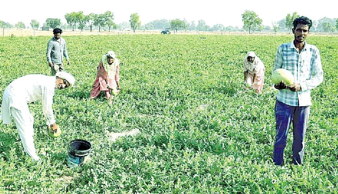 Watermelon Farming : तरबूज की मिठास ने खारियां के किसान कृष्ण कालड़ा को बनाया लखपति