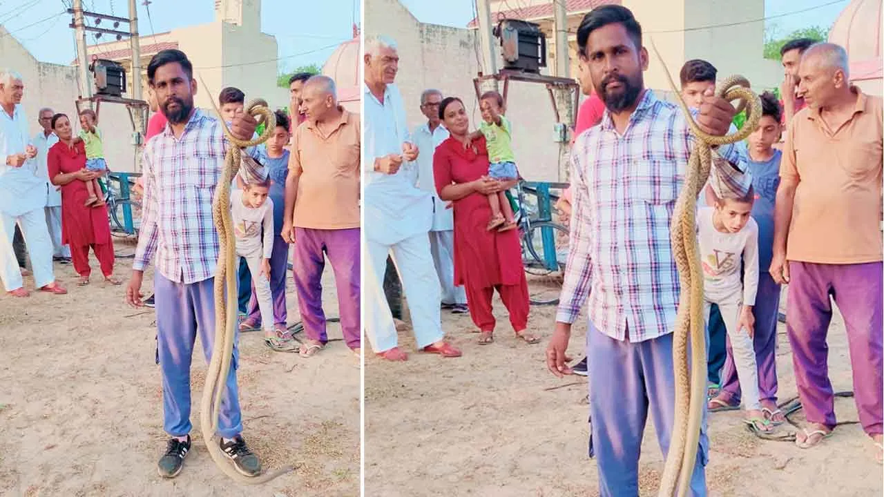 Snake: गांव भट्टूकलां में पकड़े दो सांपों को सुरक्षित स्थान पर छोड़ा