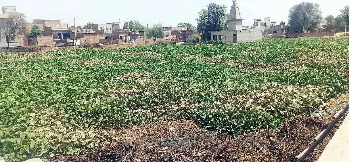 केली से अटे जोहड़ों की बनी बुरी गत