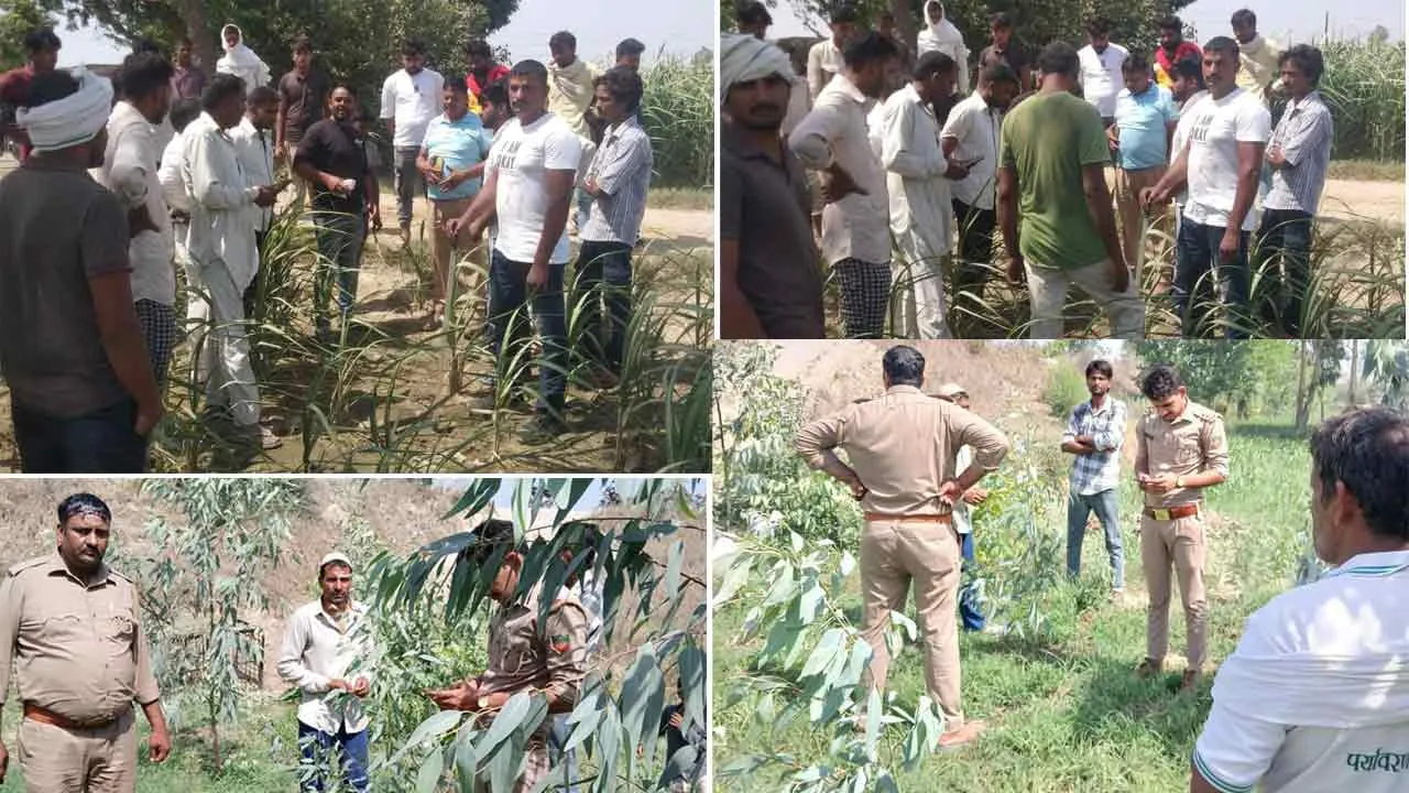 कैराना क्षेत्र में एतिहातन जारी रहा वन विभाग का सर्च अभियान