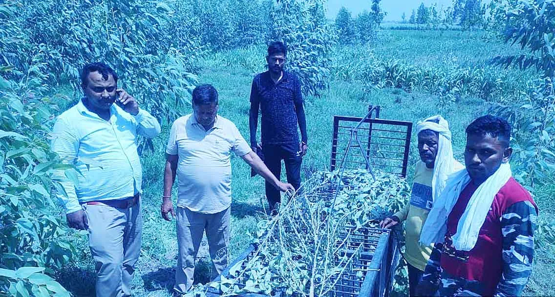 वन विभाग के नुमाइंदों को पछाड़ रही आदमखोर की ‘चाल’