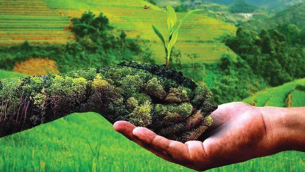Organic Farming : प्रकृति संतुलन का आधार- जैविक खेती