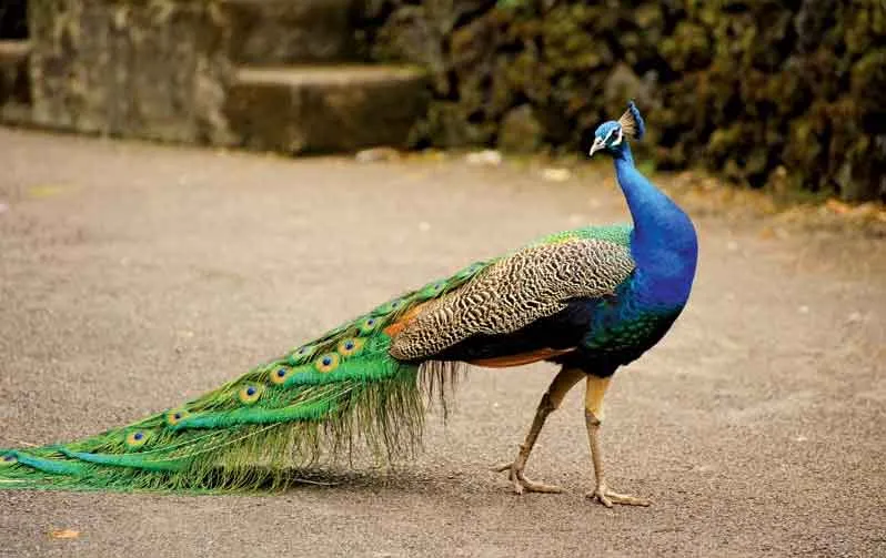 Peacocks Dead in Alwar: अलवर में 11 मोर मृत मिले!