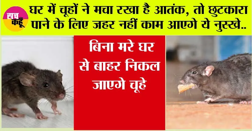 Rat Home Remedy: घर में चूहों ने मचा रखा है आतंक, तो जहर नहीं काम आएगे ये नुस्खे, बिना मरे घर से बाहर निकल जाएगे चूहे