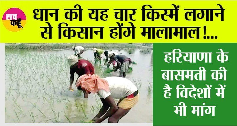 Top Paddy Variety : धान की यह चार किस्में लगाने से किसान होंगे मालामाल!