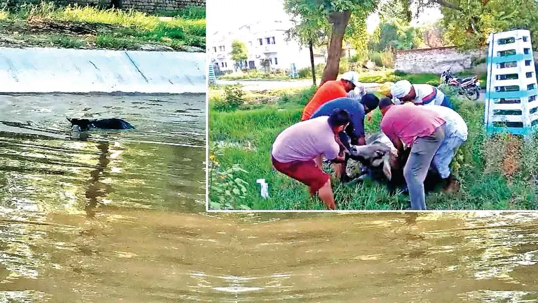 सेवादारों ने दो बेजुबानों की बचाई जिदंगी