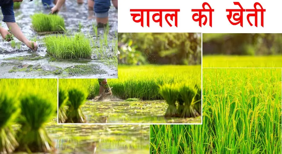 Chawal ki Kheti: कैसे करें चावल की खेती ? और ये कैसे बन सकता है कमाई का जरिया, पूरी जानकारी