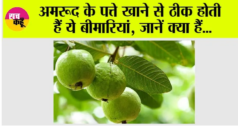 Guava leaves Benefits: अमरूद के पत्ते खाने से ठीक होती हैं ये बीमारियां, जानिए क्या हैं वो डिजीज