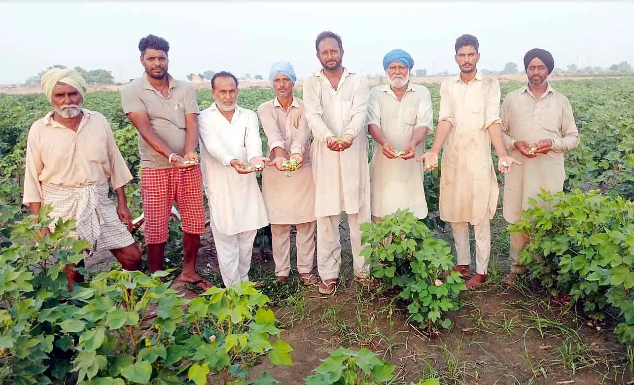 Gulabi Sundi : नरमे पर आफत की सुंडी, मजबूर धरतीपुत्र चला रहे फसल पर हल!