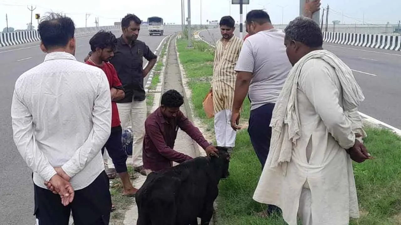 कुत्तों के हमले में घायल गोवंश का कराया उपचार
