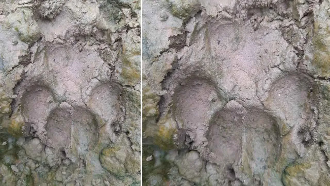 खेत में मिले जानवर के पंजों के निशान से आशंकित ग्रामीण