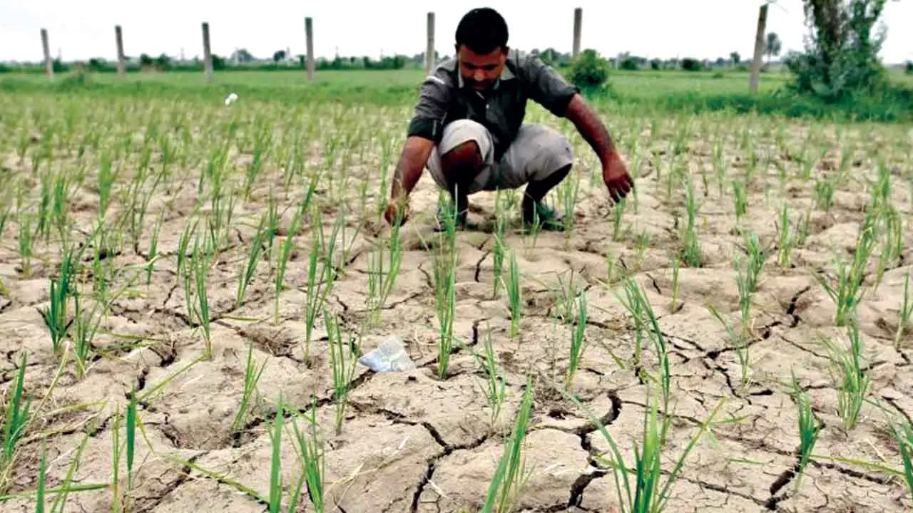 सूखने लगे धान के खेत, किसानों की चिंता बढ़ी