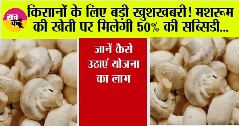 Kisan News: किसानों के लिए बड़ी खुशखबरी! मशरूम की खेती पर मिलेगी 50% की सब्सिडी, जानें कैसे उठाएं योजना का लाभ