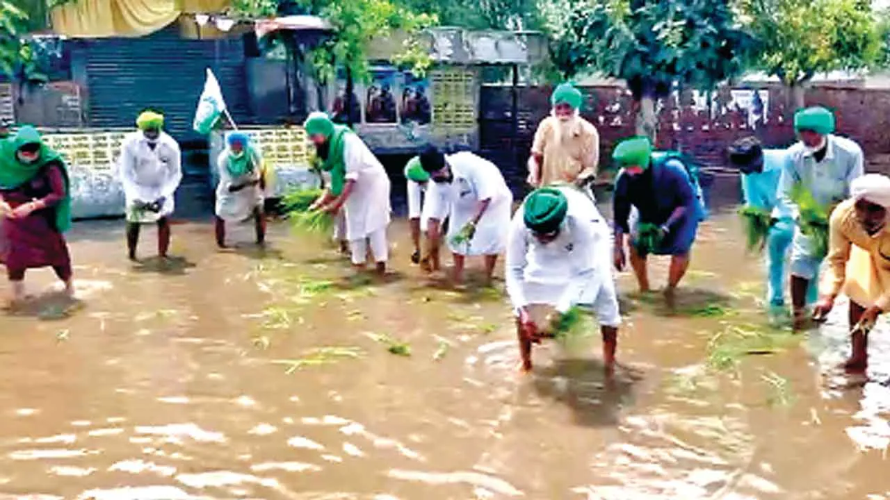मानसा की सड़कों पर किसानों ने लगाया ‘धान’