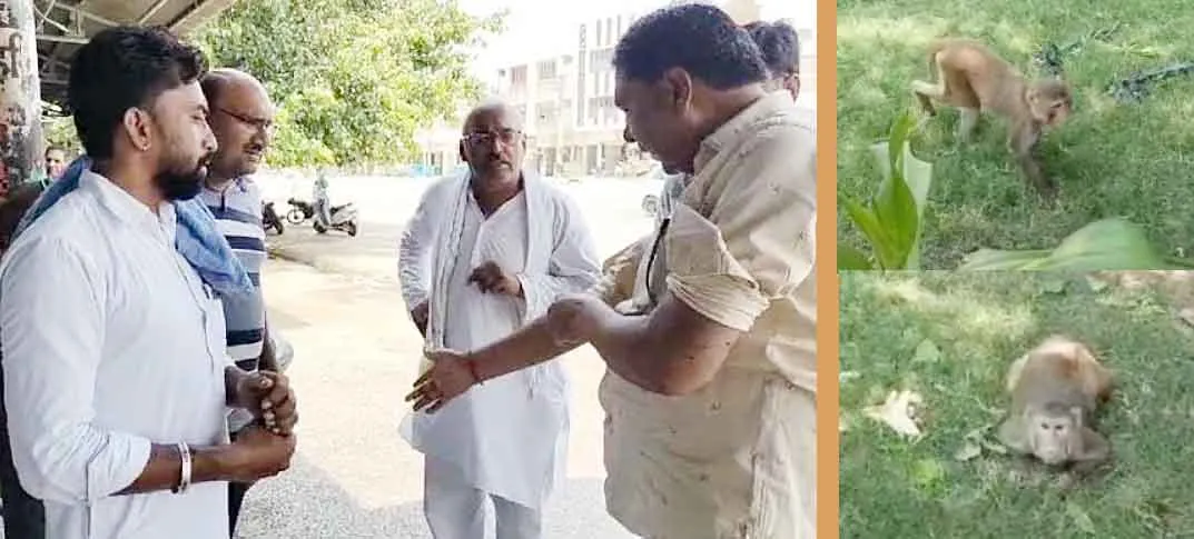 Monkeys Attacked : टाउन धानमंडी में उत्पाती बंदरों का आतंक