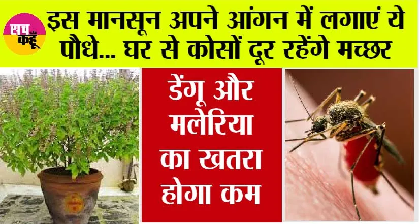 Monsoon Tips: इस मानसून अपने आंगन में लगाएं ये पौधे… घर से कोसों दूर रहेंगे मच्छर, डेंगू और मलेरिया का खतरा होगा कम