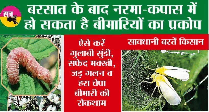 सावधानी बरतें किसान: बरसात के बाद नरमा-कपास में हो सकता है बीमारियों का प्रकोप