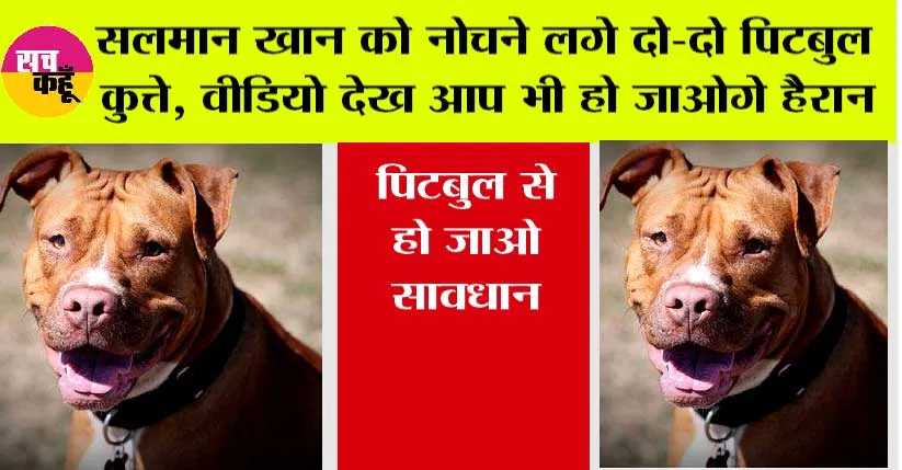 Pitbull dog Attack: सलमान खान को नोचने लगे दो-दो पिटबुल कुत्ते, खून वाला वीडियो वायरल!