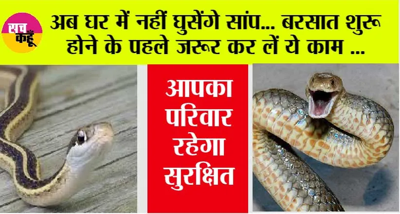Snake News: अब घर में नहीं घुसेंगे सांप… बरसात शुरू होने के पहले जरूर कर लें ये काम, आपका परिवार रहेगा सुरक्षित