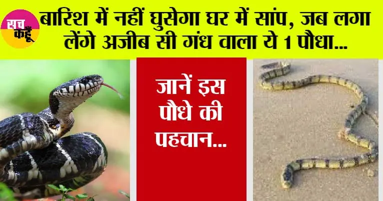 Snake News: चोरी से भी घर में नहीं घुस पाएगा सांप, जब लगा लेंगे ये विशेष गंध वाला 1 पौधा, जानें इस पौधे की पहचान…