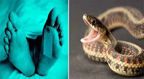 Snake: चंपावत में सांप के काटने से बुआ, भतीजे की मौत
