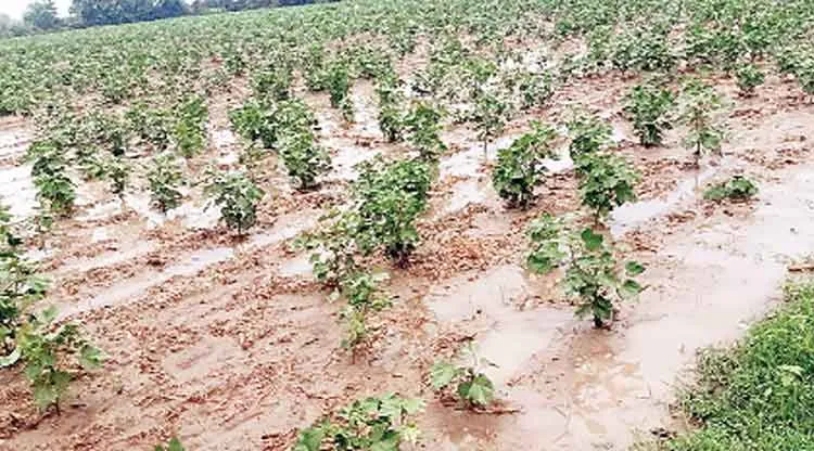 Rajasthan Weather Update : रिमझिम बारिश की बौछारों से मौसम बना सुहावना, किसानों के चेहरे खिले