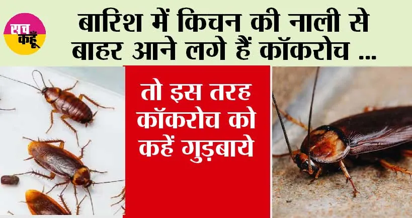 Tips To Get rid of Cockroach: बारिश में घर में एंट्री लेने लगे है कॉकरोच, तो इस तरह कॉकरोच को कहें गुड़बाये