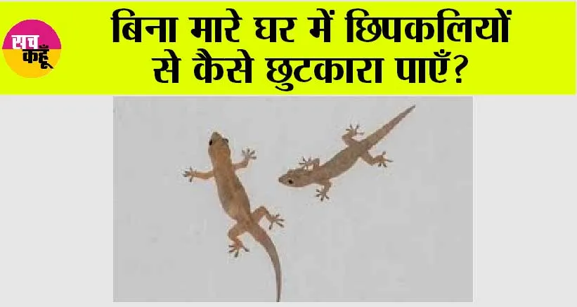 Tips to Get Rid of LIzards: आपकी रसोई में मौजूद इन चीजों से छिपकलियों को रख सकते हैं घर से दूर!