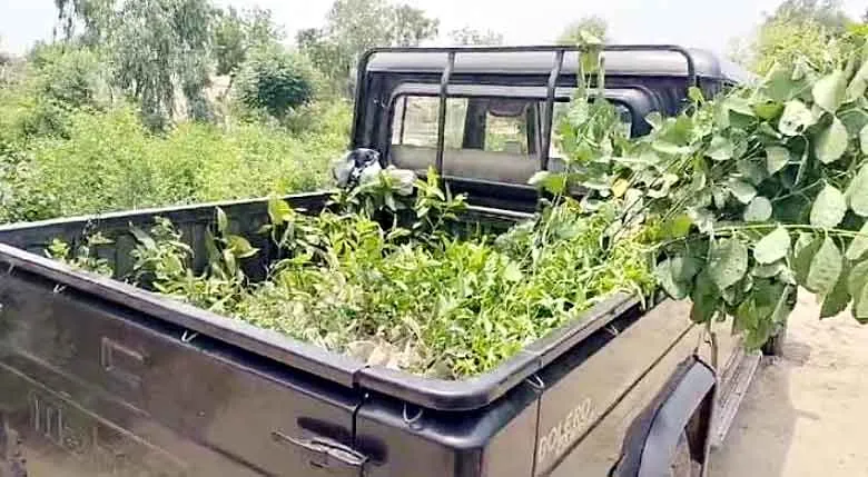 Tree Plantation Campaign : सघन पौधारोपण महाअभियान के तहत जिले में रोपे जाएंगे 16 लाख पौधे