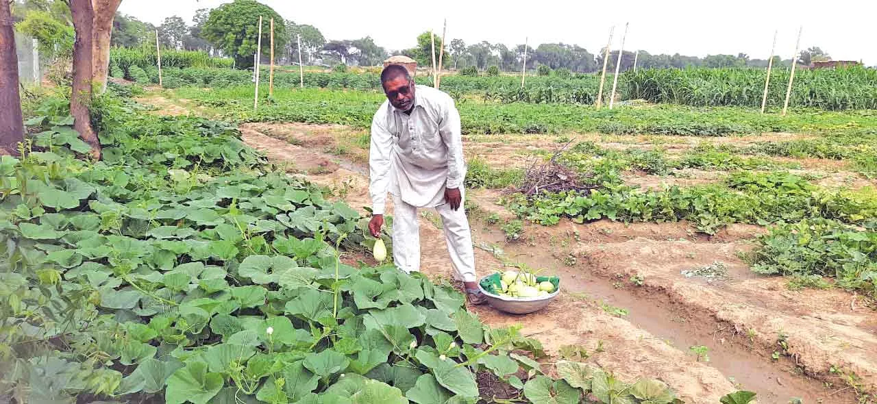 Vegetable Farming : रानियां तहसील के छोटे से गांव का किसान वेद प्रकाश ऐसे बना सब्जी की खेती से लखपति