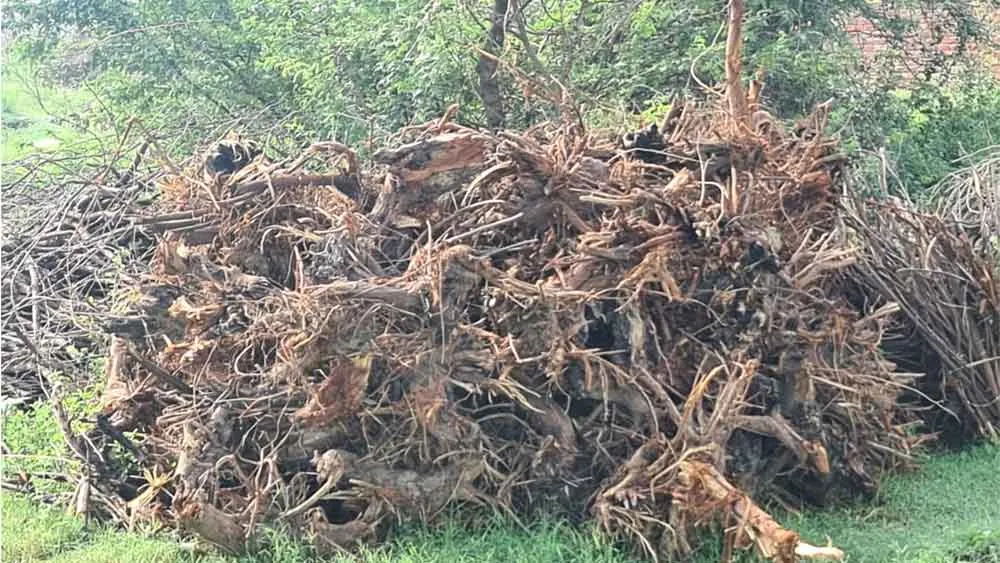 झिंवरेहड़ी गांव के सरपंच और पूर्व सरपंच पर पेड़ों की अवैध कटाई व पंचायत फंड के दुरूपयोग के आरोप, डीडीपीओ को जांच के आदेश