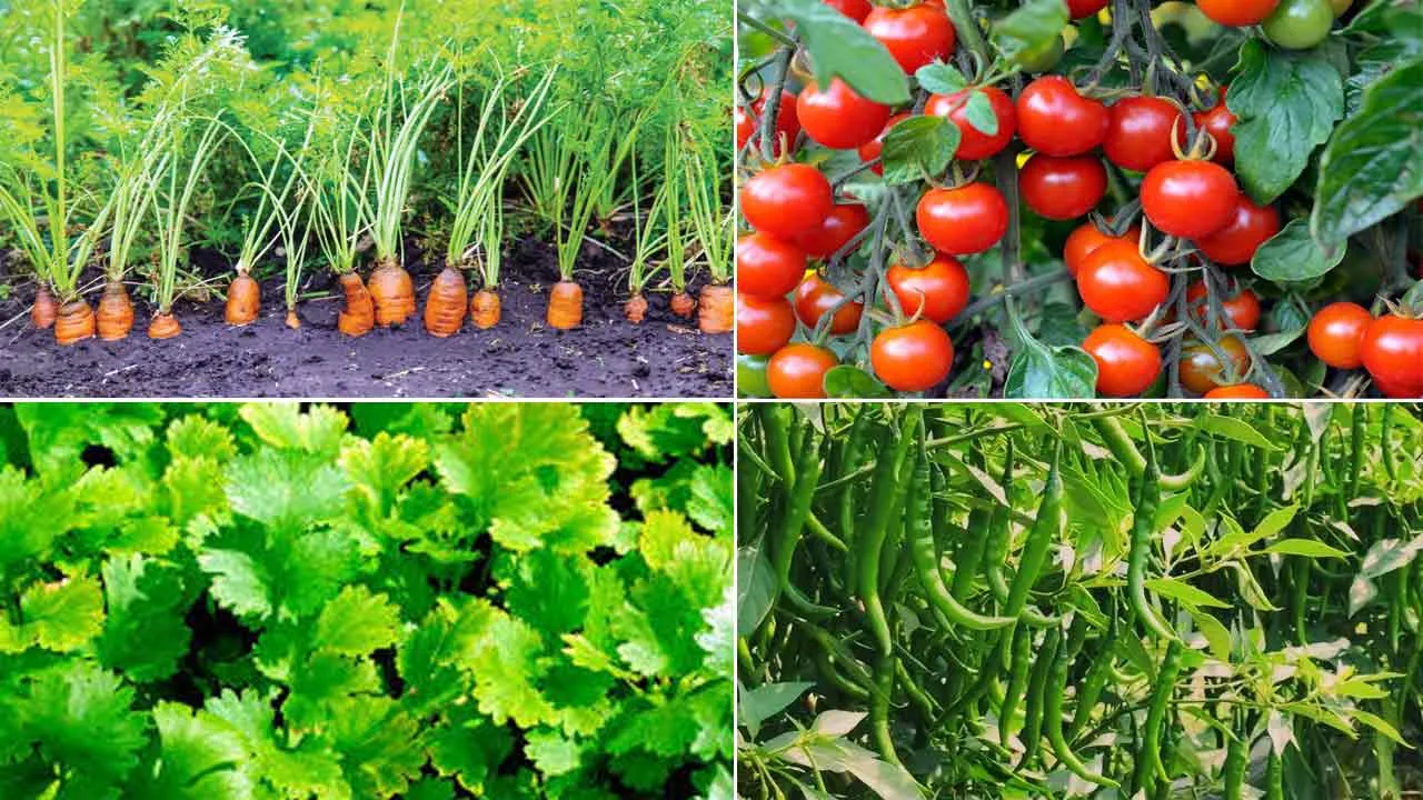 Rainy Season Farming: बरसात के मौसम में उगाएं ये फसलें और उठाएं लाभ