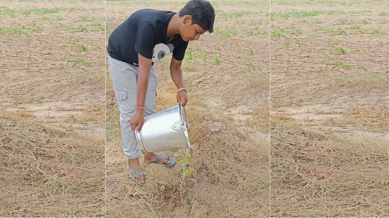 प्रेमी नरेश इन्सां ने अपने जन्म दिन पर किया पौधारोपण