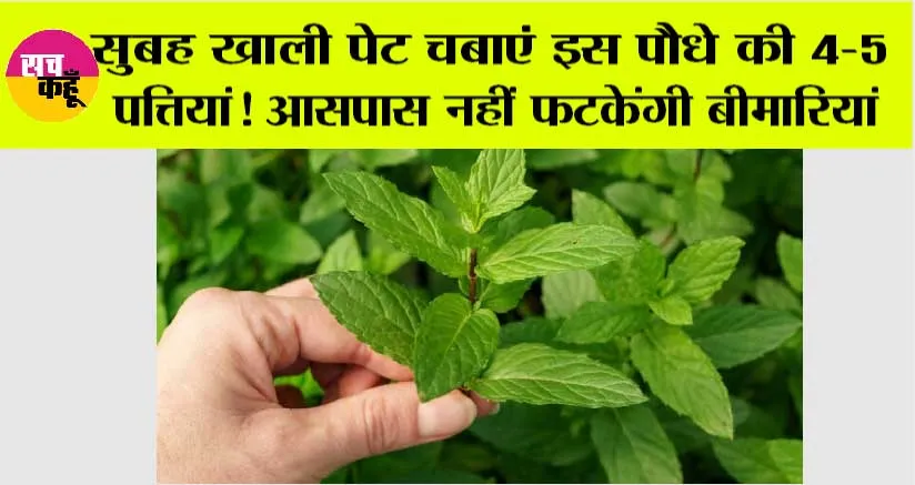 Benefits of Tulsi Leaves: इस पौधे की 4-5 पत्तियां दवा गोली से हैं ज्यादा असरदार, पथरी से लेकर सर्दी-जुकाम का हैं इलाज