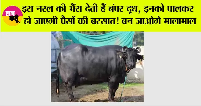 Buffalo Milk: इस नस्ल की भैंस देती हैं बंपर दूध, इनको पालकर हो जाएगी पैसों की बरसात! बन जाओगे मालामाल