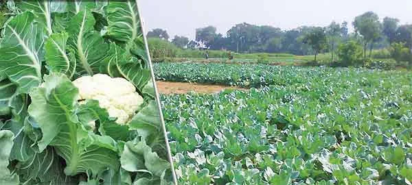 Cauliflower