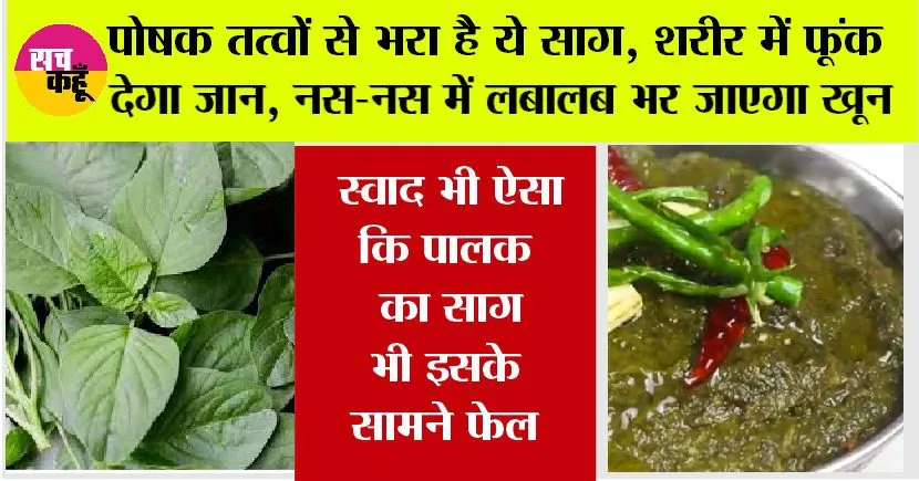 Chaulai Saag Benefits: पोषक तत्वों से भरा है यह साग, सेवन से नस-नस में लबालब भर जाएगा रक्त, स्वाद भी ऐसा कि पालक का साग भी इसके सामने फेल