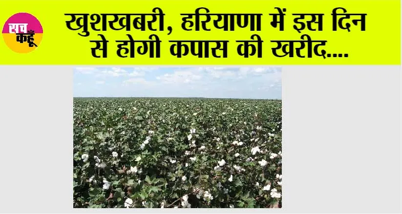 Haryana News: हरियाणा में इस दिन से होगी कपास की खरीद