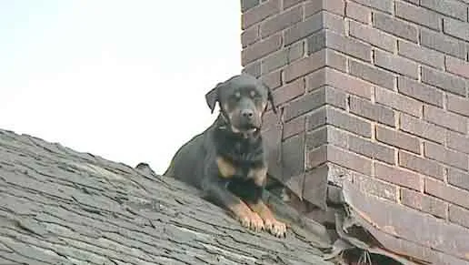 Intelligent Puppy: मूर्ख भेड़िया और समझदार पिल्ला