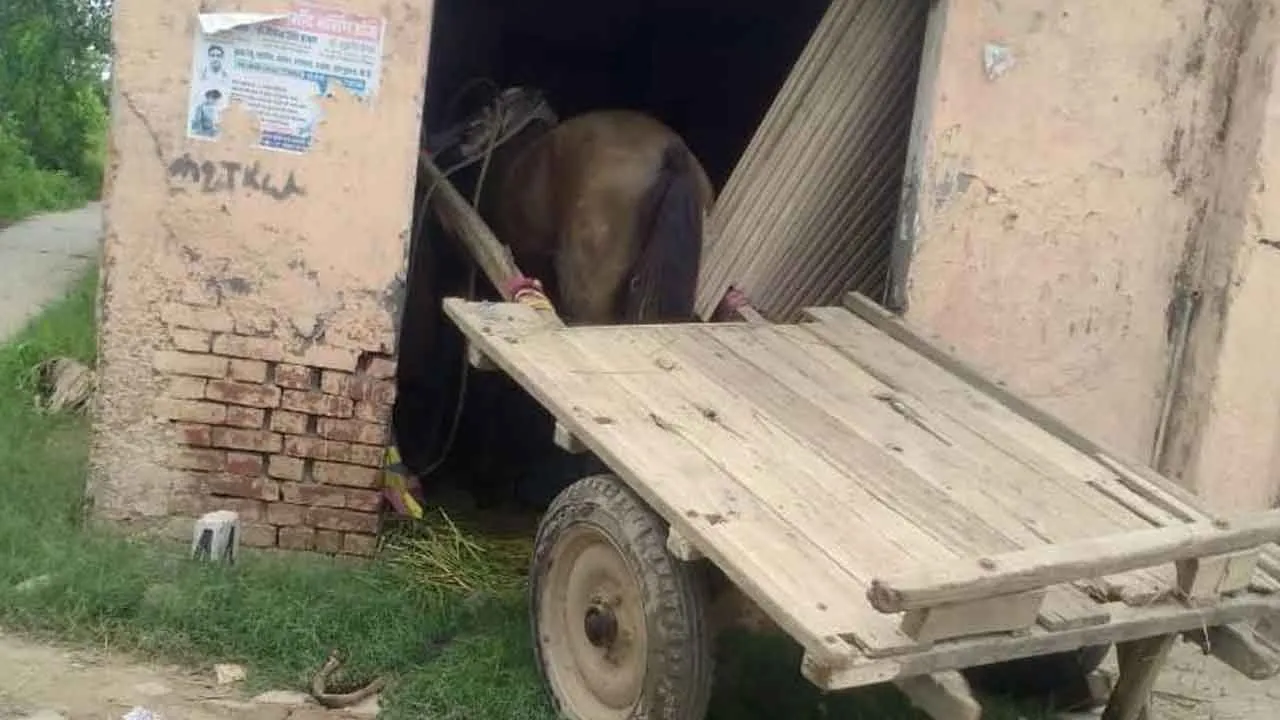 घोड़ा-बुग्गी की चपेट में आई मासूम बालिका, गम्भीर