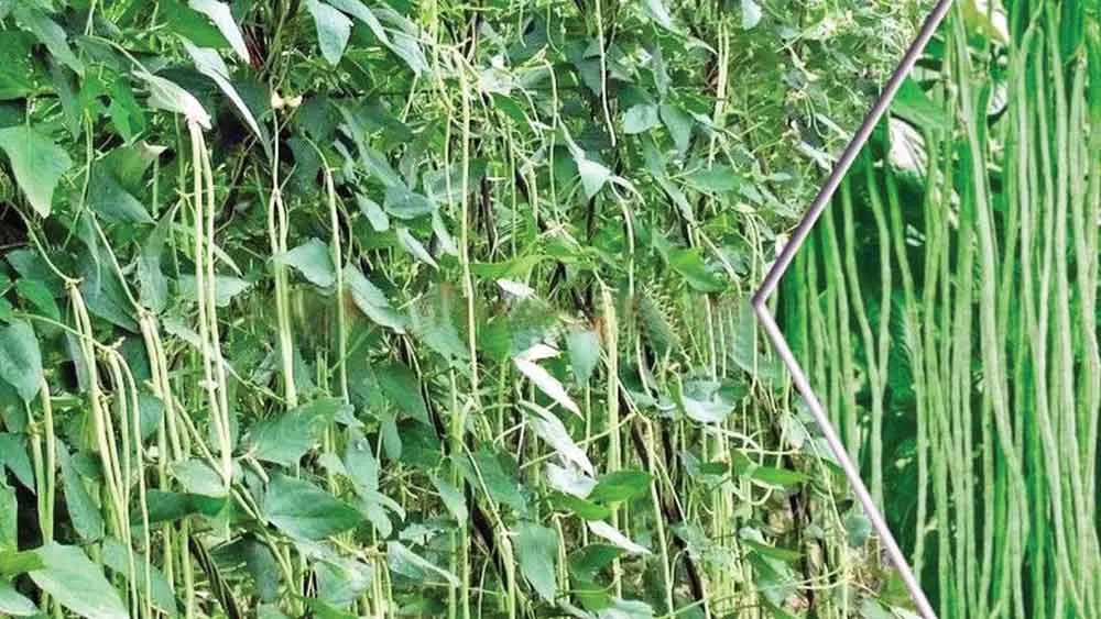 Lobia ki Kheti: लोबिया की खेती कर किसान लें अधिक पैदावार