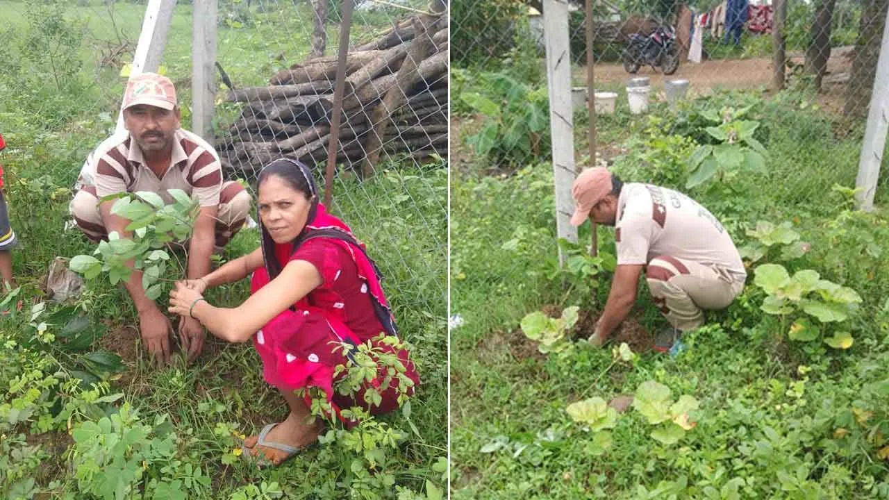 महाराष्ट्र के प्रेमी सेवक मान सिंह इन्सां ने पेड़ लगाकर मनाया अवतार माह