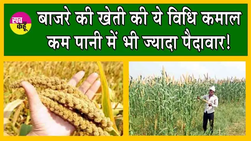 How to Grow Millet : ऐसे करें बाजरे की खेती! होगी पैदावार भरपूर, बीमारियों से भी रखे दूर!