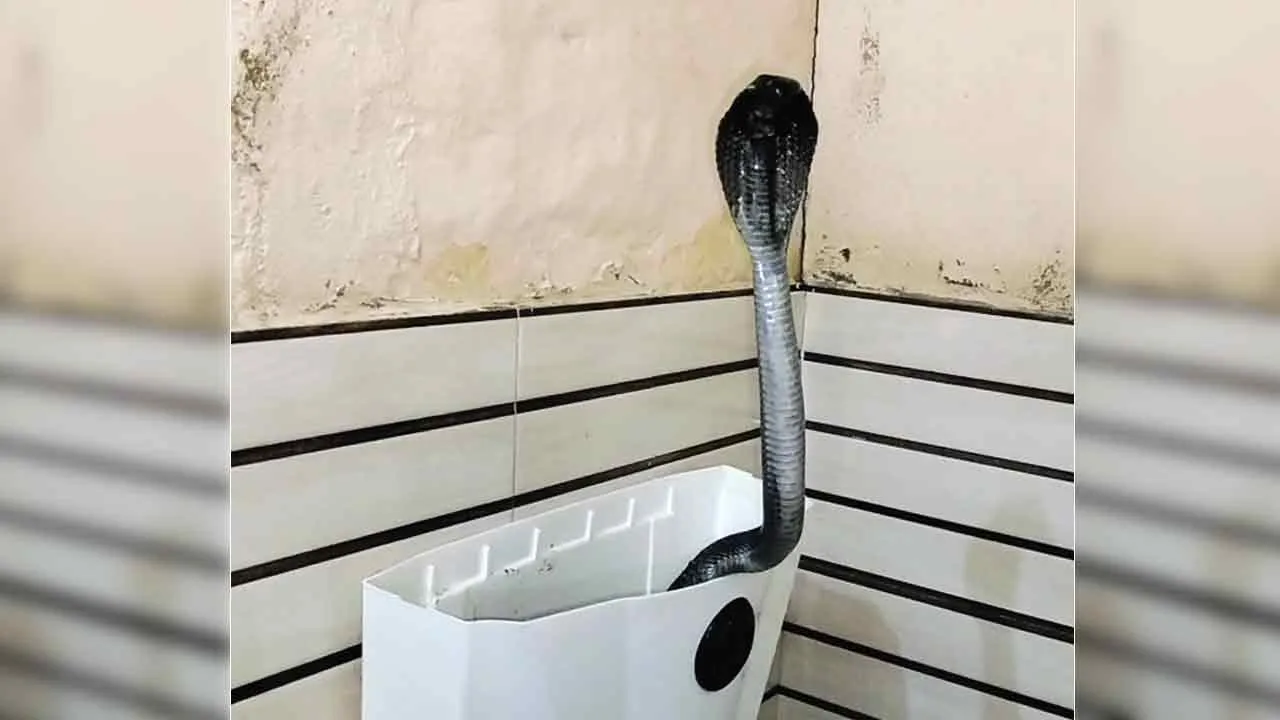 Snake: फतेहाबाद के इस गांव में टॉयलेट की टंकी से निकला कोबरा, स्नैक मैन भी हैरान