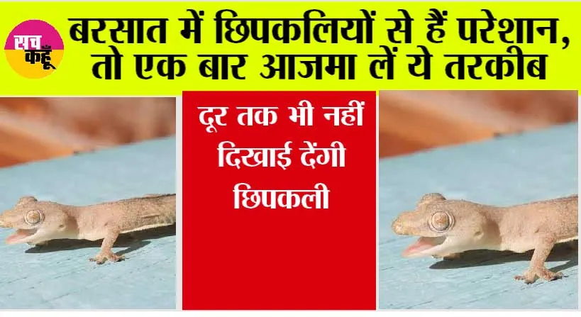 Tips To Get Rid Of Lizard: बरसात में छिपकलियों से हैं परेशान, तो एक बार आजमा लें ये तरकीब, दूर तक भी नहीं दिखाई देंगी छिपकली