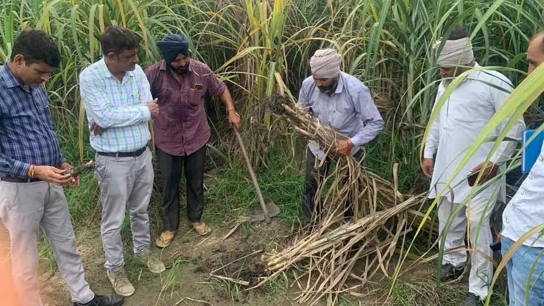 वैज्ञानिक टीमों ने किया गन्ने की फसल का निरीक्षण