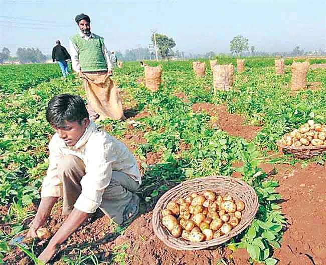 Aloo ki Kheti : आलू की खेती करने के प्रकरण