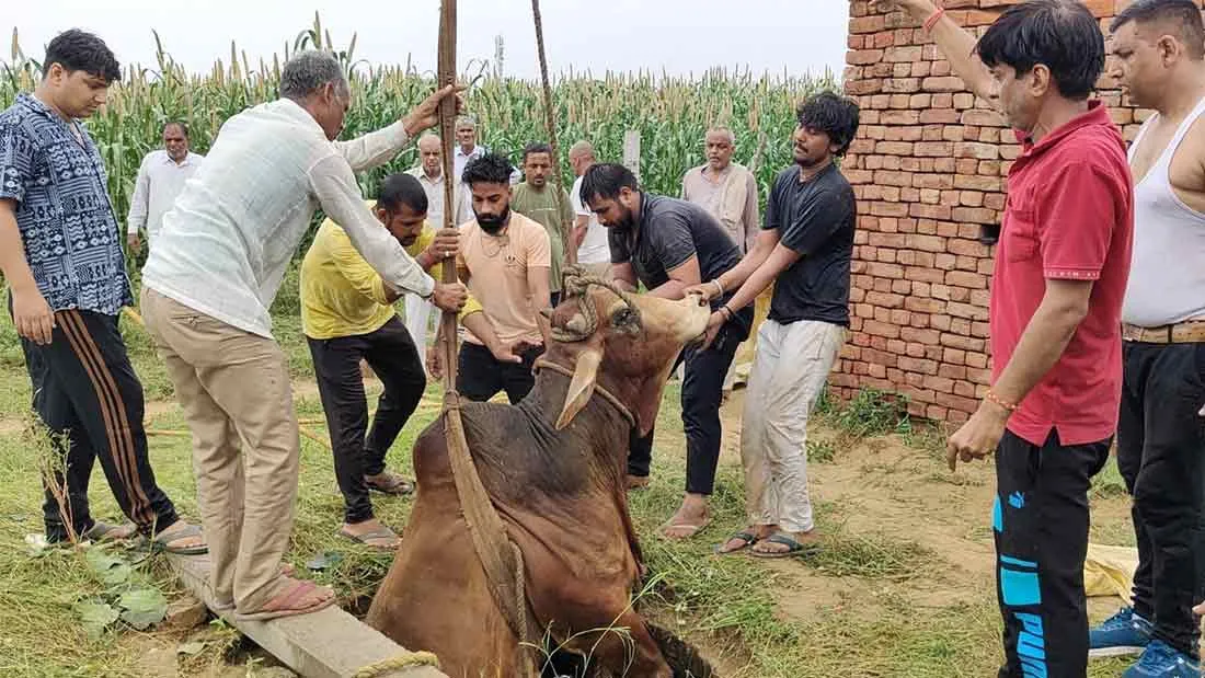 गौरक्षा दल ने तीन घंटे की कड़ी मशक्कत के बाद कुएँ से निकाला सांड